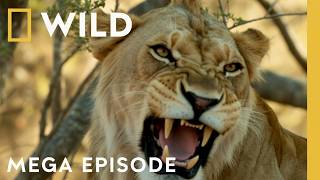 Who Survives the Drought? | Savage Kingdom MEGA Episodes  screenshot 5