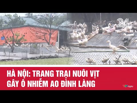 Hà Nội: Trang trại nuôi vịt gây ô nhiễm ao đình làng | VTV24