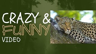 Leopard Prank | Funny Leopard Prank |