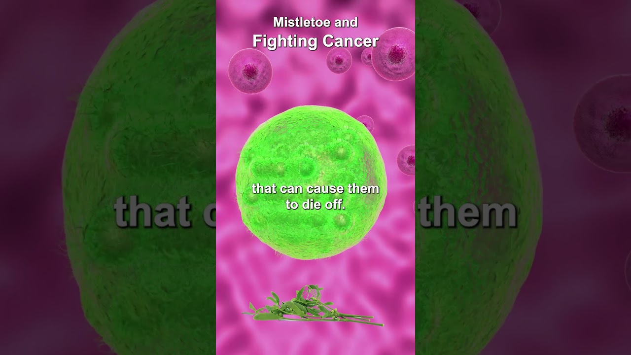 Mistletoe Therapy for Cancer Patients