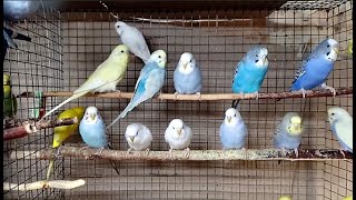 Calm Your Parrot & Yourself: 3 Hours of Soothing Budgie Sounds for Anxiety & Concentration