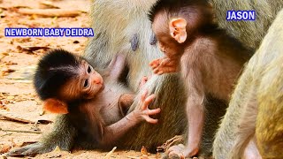 Careless Newborn Baby Deidra Pity Deidra Just Born 1 Day Fall Backward To Ground Without Mum Hug
