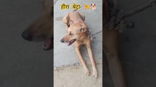 हीरा है हीरा #dog #doglove #pets #doglife #animals #dogsworld #desidog #doglapan #adorabledog