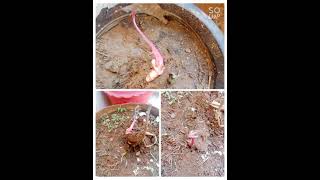 Mango seed sprouted out in our terrace garden 