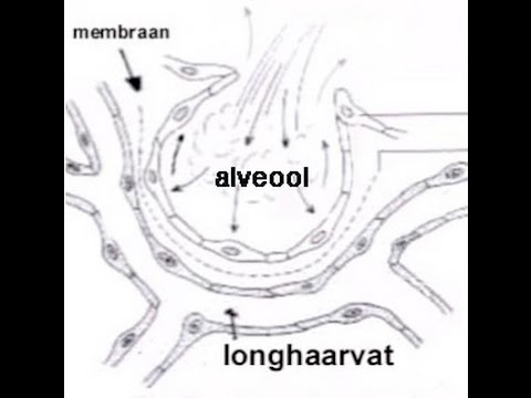 Dode ruimten (anatomisch, alveolair en fysiologisch)