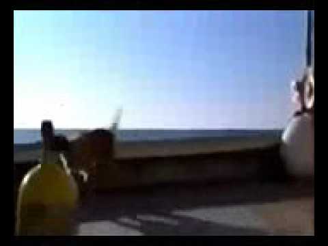 الفكر يا انسان لو أطلقته دلفين ينقذ كلب