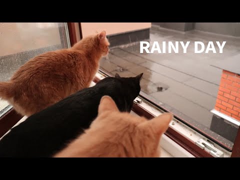 Cats saw rain for the first time through a panoramic window