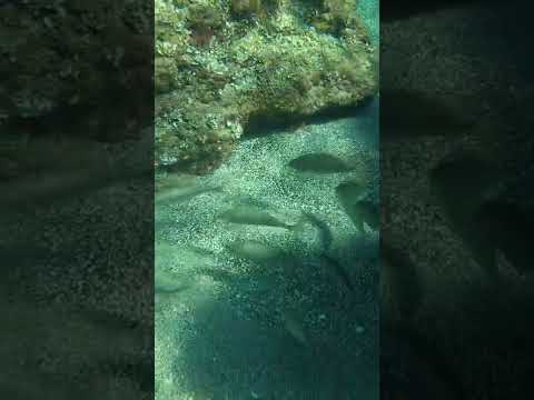 RHODES SNORKELING KALITHEA