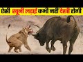 जानवरों की सबसे भयानक लड़ाई | 10 Most Dangerous Wild Animal Fights