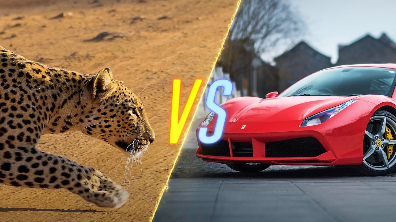 ⁣Cheetah VS Ferrari