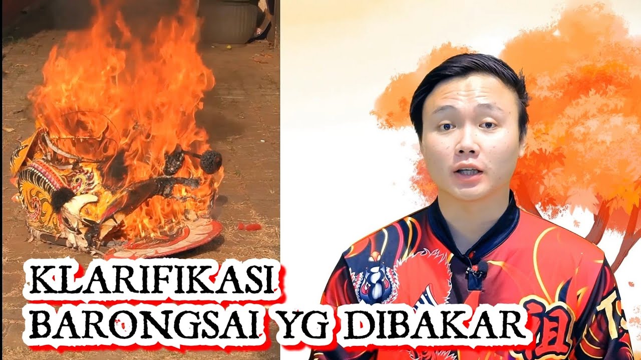 KELOVLOG - KLARIFIKASI BARONGSAI KUNING HITAM TJO SU BIO