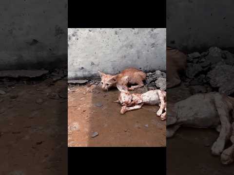 قطة حزينة على زوجها المتوفي Shorts Short Shortsvideo قطة حزين حيوانات Animals Cat قصة