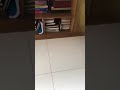 Dancing Parrot