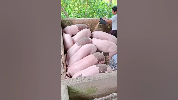 pig grains feed #hogs #pig #hogger #pigbreeding #animals #pigfarming #farming