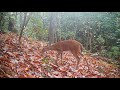 Seven peaceful minutes of autumn fawns in the forest.