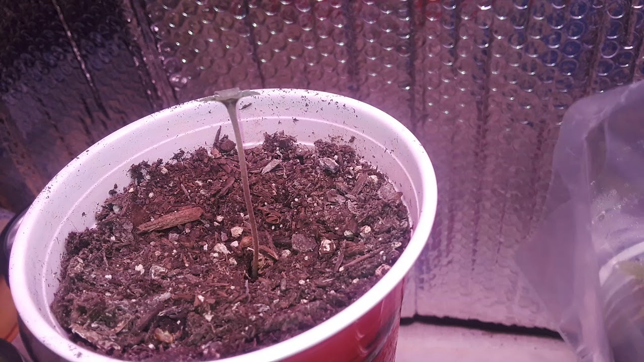 PB souffle' and Orange eruption