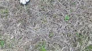 Ginger having so much fun by Maria Moberg 14 views 1 year ago 21 seconds