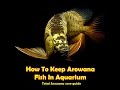 How To Keep Arowana Fish In Aquarium | Arowana Care Guide