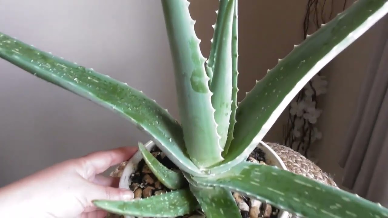 aloe vera dortmund Aloe vera (Echte Aloe) kaufen main image 1