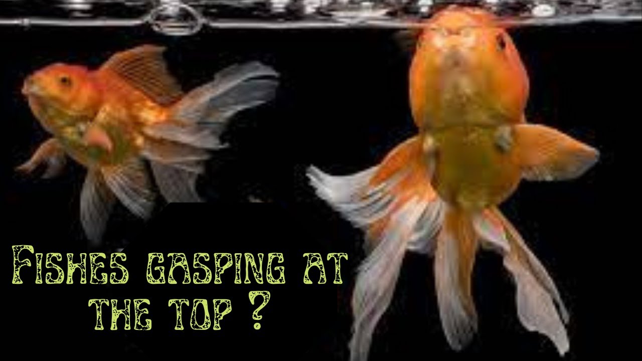 Fish Staying At Top Of Tank: Reasons And Quick Fixes