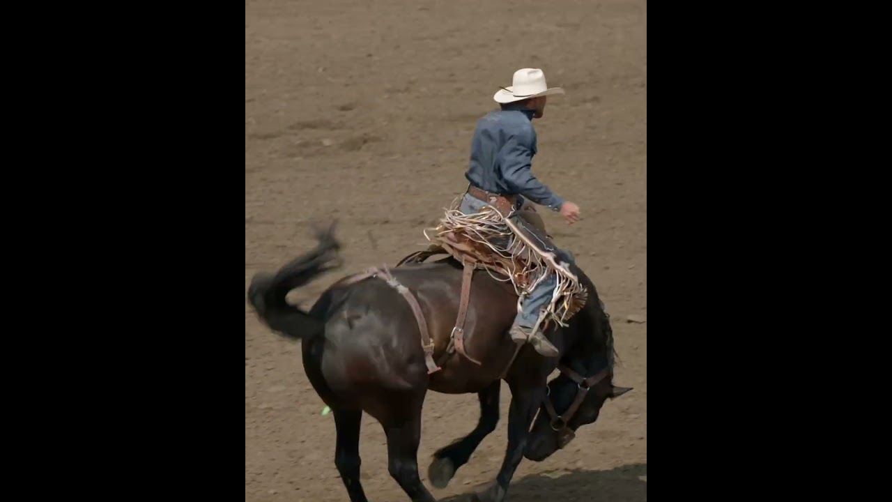 Pedro ❌ Cort Scheer