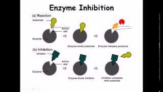 4  Enzymes