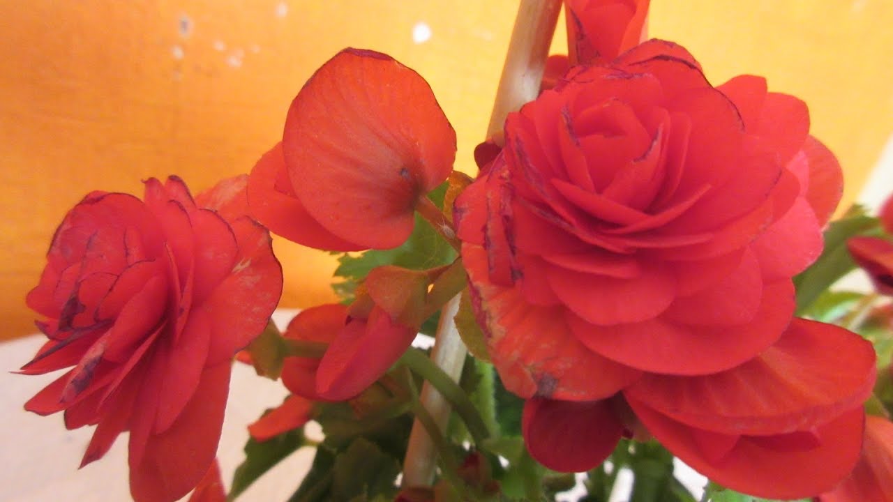 BEGONIA YAMALI ( LA MEJOR FLOR ) #100 - YouTube