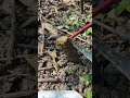 Mini Saw Tree Cutting