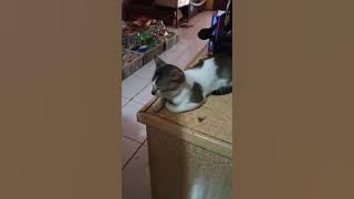 reaksi kucing ketika mendengarkan adzan