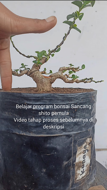 video tahap proses sebelumnya ⬆️#bonsaitree #belajarbonsai #bonsaisancang #sancang #bonsaishito