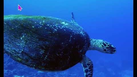 🐟 raindrop sequencer polyrhythms🐟