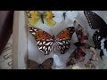 MY INSECT COLLECTION MAKEOVER and FULL INSECT COLLECTION TOUR