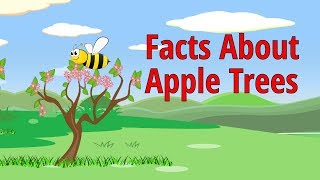 Facts About Apple Trees