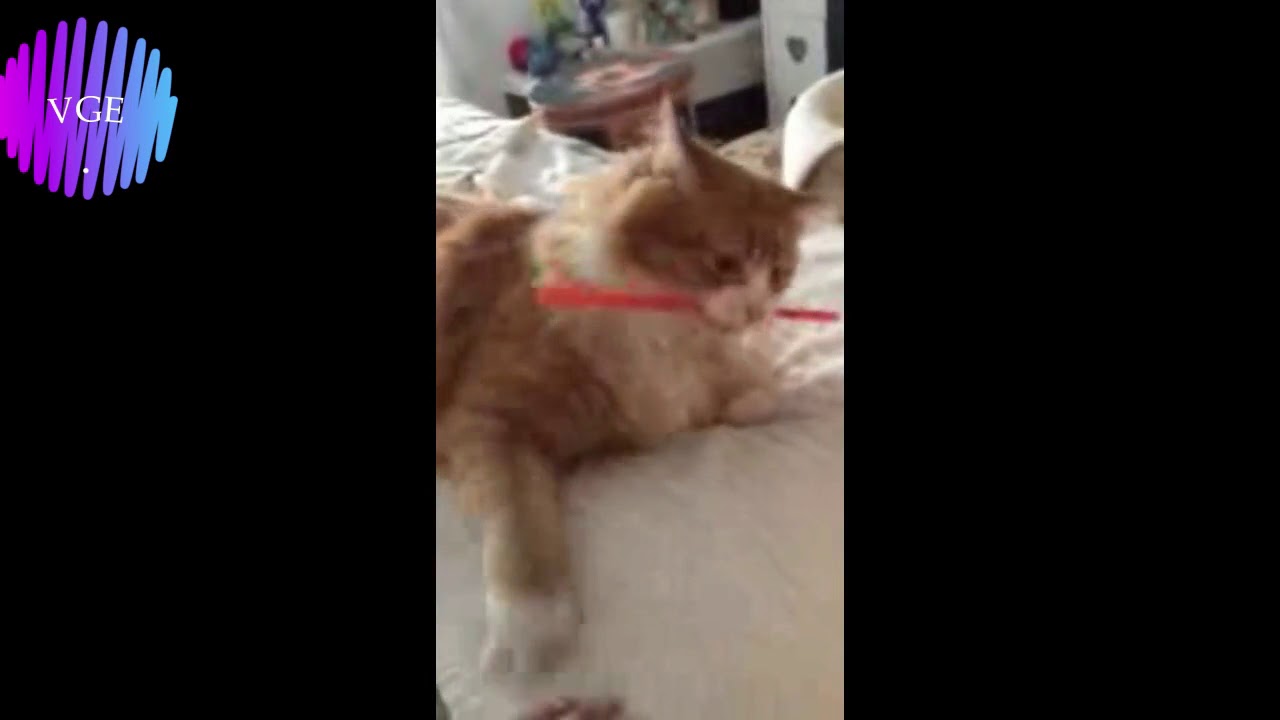 Funny !! This cat refuse to give the item to his owner 