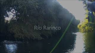 Pesca con mosca en Río Rarinco-Los Angeles