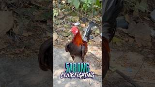 For Sabong , Fighting Rooster