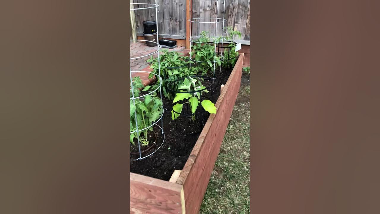 Growing tomatoes in raised beds YouTube