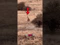 Wild Animal Moments That Straight-Up Feel Like a Glitch in the Simulation  #wildlife #savageanimals