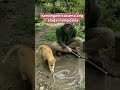 cut animal lovers