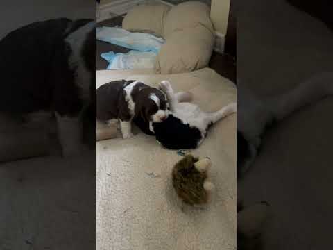 注意:可愛すぎて手に負えない😍 | 生後4週間の子犬のレスリング #shorts #puppy #cutepuppies