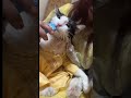Eid Eidmubarak Cutecat Simba Simbu