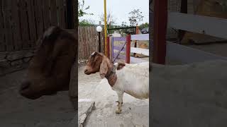 Goat's Curious Glance: Quietly Captivating