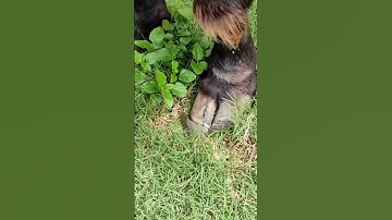 #shorts#buffalo#shorts#vlog#shortsfeed#shortsvideo#shorts