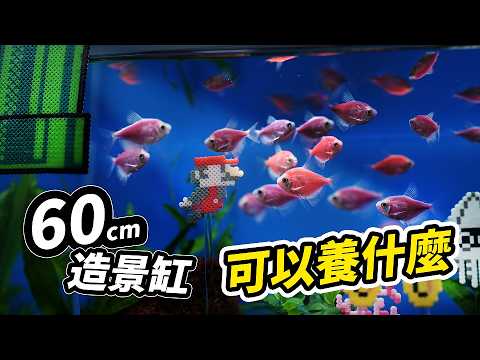 60cm的2尺造景魚缸開缸教學!手作女神的第一缸 feat. 莎莎手作 @shashahandmae1225 瑪莉歐 瑪利歐 Mario マリオ 瑪利奧 任天堂