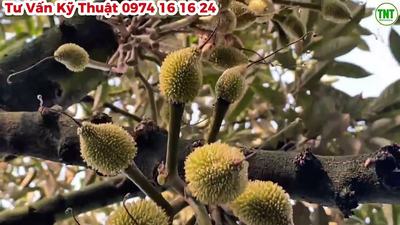 Vườn Sầu Riêng Ở Cái Bè, Tiền Giang Đang Giai Đoạn So Trái