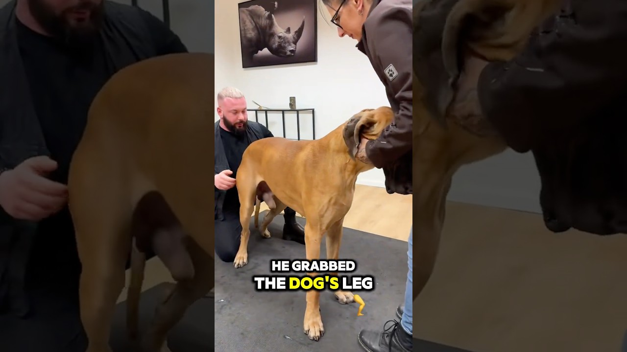 Наконец-то вылечили огромную собаку, страдавшую от болей в спине! 😳