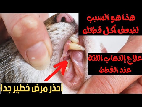 مرض خطير جدا أسرع علاج لإلتهاب اللثة عند القطط الاعراض وطرق اكتشافة