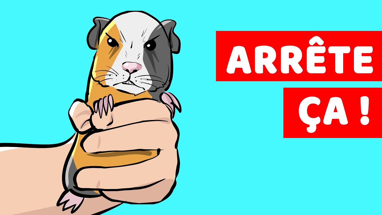 12 Choses Que Les Cochons D'inde Détestent Et Qu’ils Veulent Que Vous Arretiez