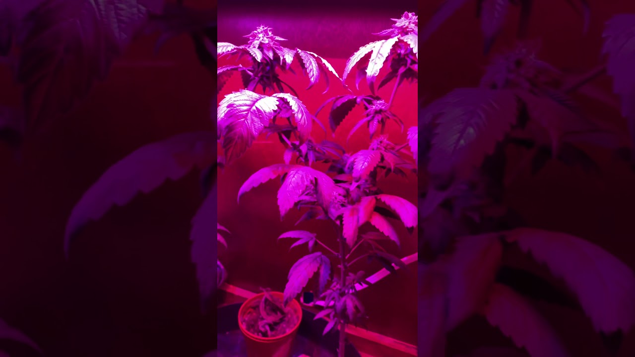 Micro Grow Experiment Ep#1