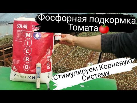 [Стартовая Фосфорная Подкормка] Рассады Томата Для Корневой Системы ...
